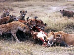 hyenas-lions-gnu